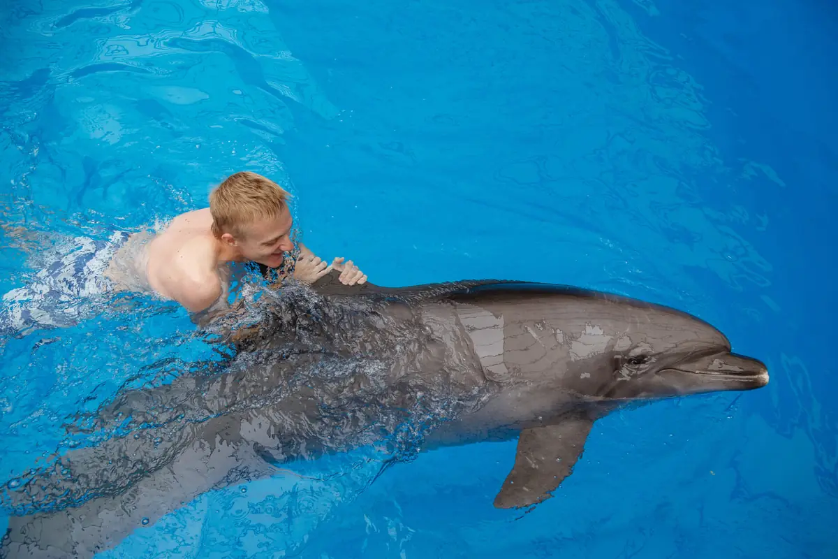 A swimmer gliding alongside a dolphin in a bright blue pool