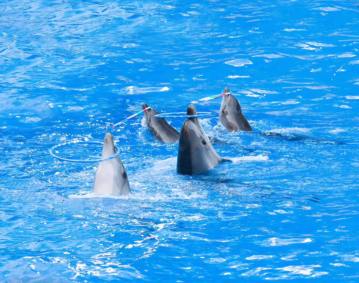 Dolphins standing upright in the water, spinning hoops