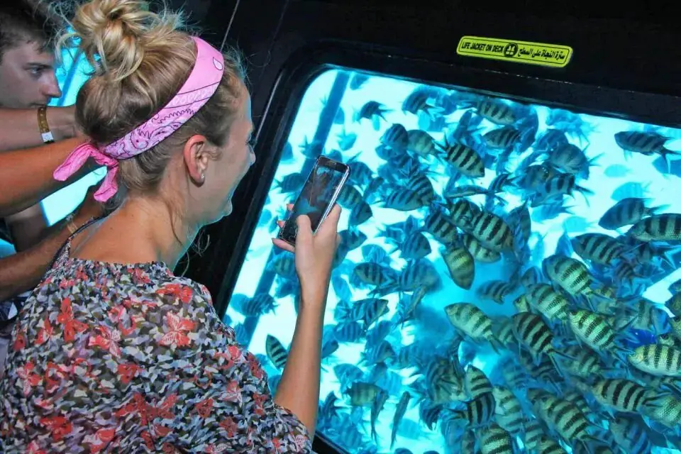 A guest photographing striped fish through the boat's underwater window