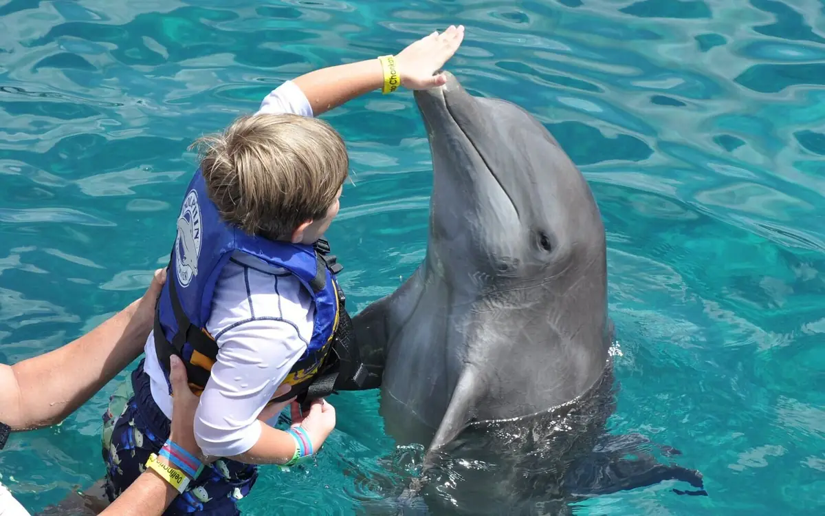 A child in a life jacket touching a dolphin in the pool, an adult's hands steadying them