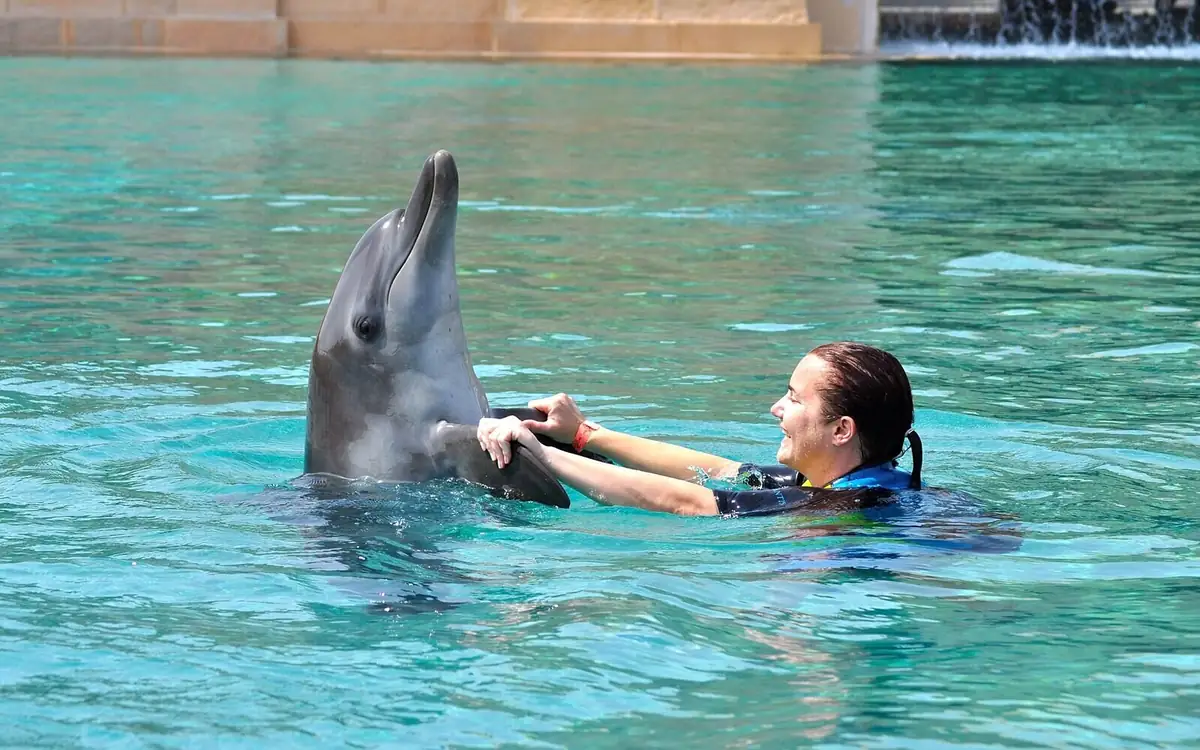 A swimmer in the pool holding a dolphin's fins