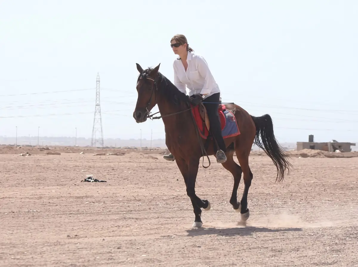 Una persona al piccolo galoppo su un cavallo baio nella sabbia